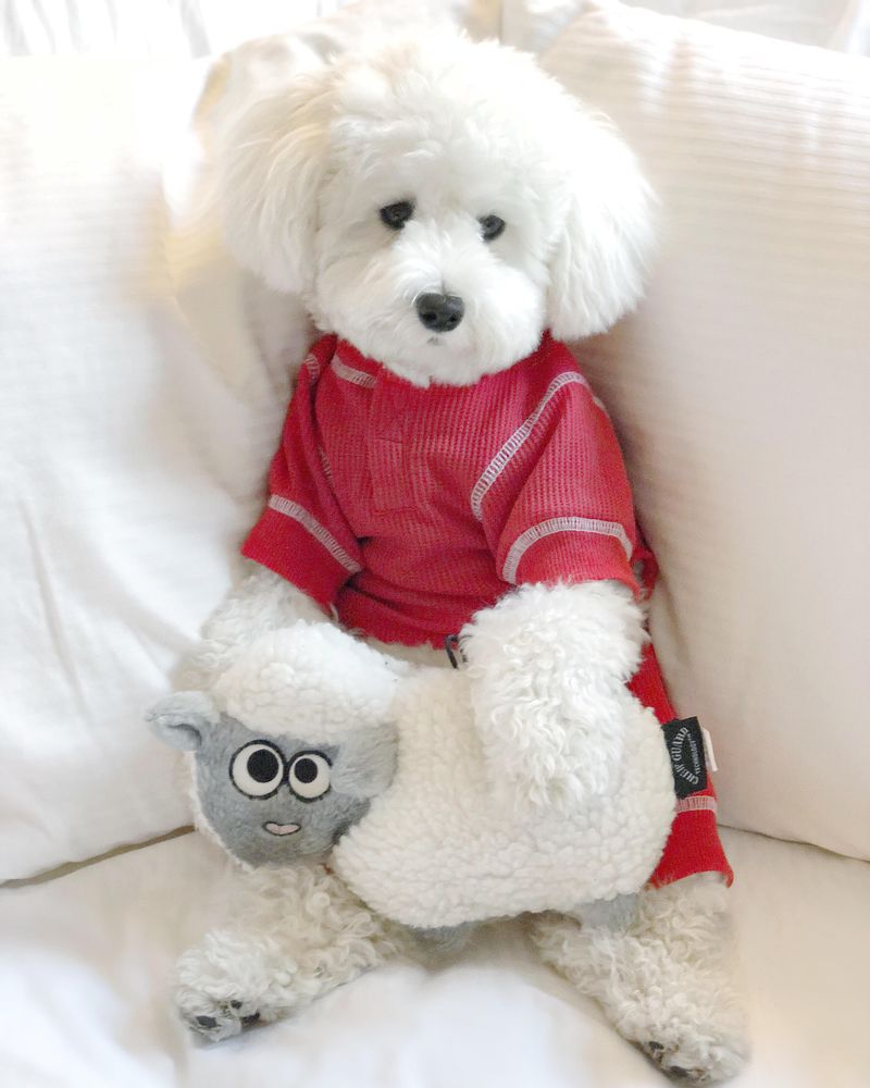 Light puppy wearing red shirt