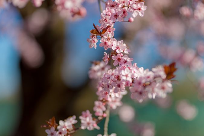Cherry blossom branch with selective focus
