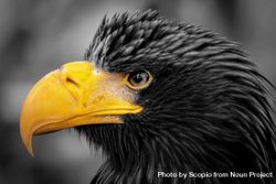 Close-up shot of eagle head 4O1Xa0