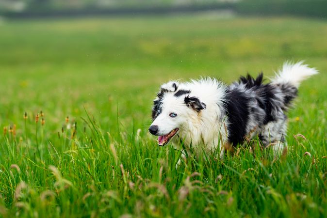 border collie blue merle dog