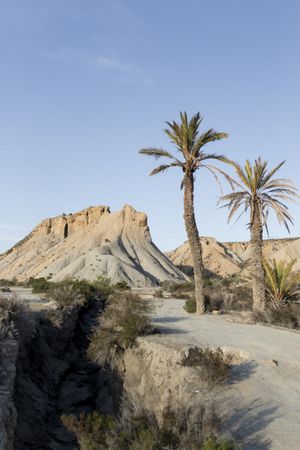 Palms growing at dune