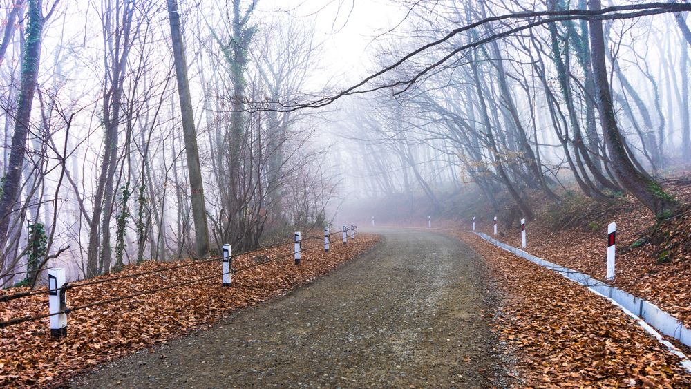 Fog along the forest path
