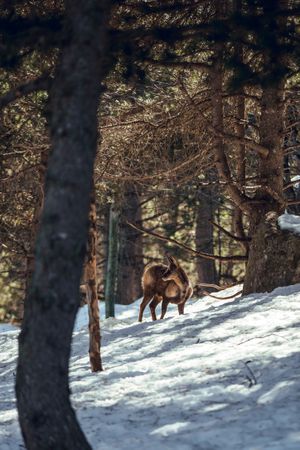 Wild goats pasturing near tree between snow