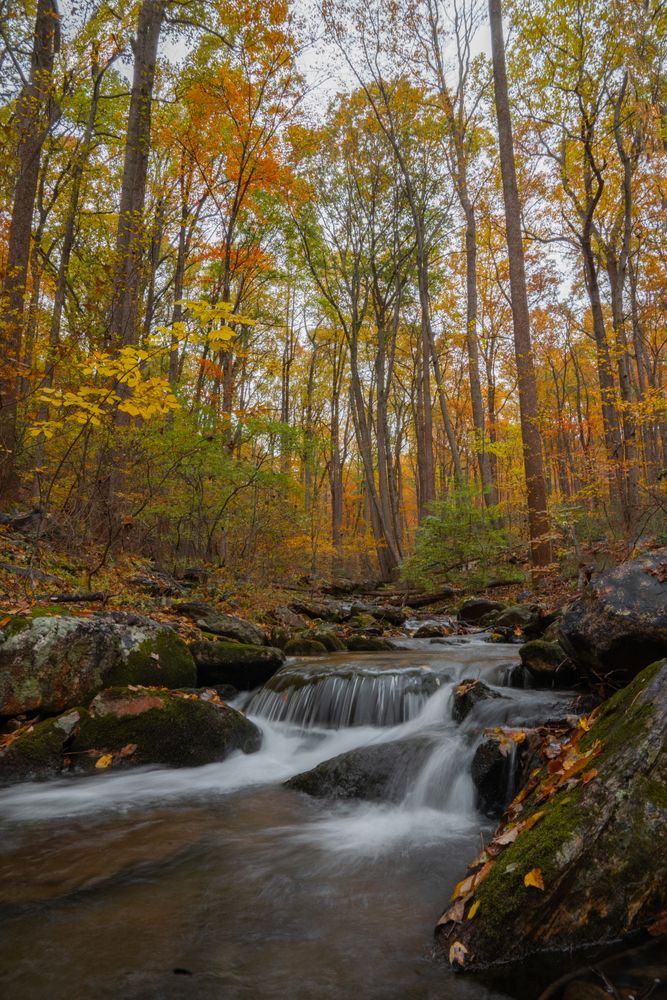 River in the middle of forest