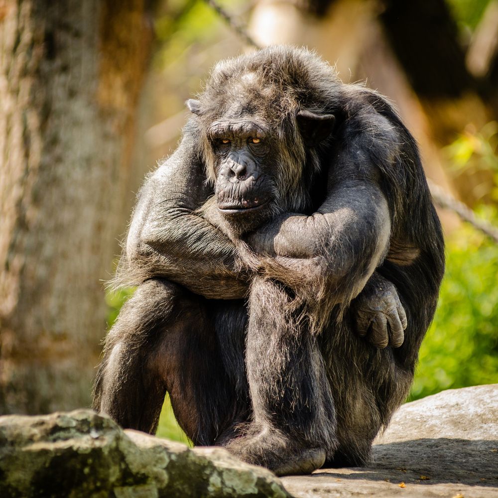 Chimpanzee resting head on arms