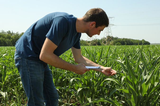 Man with clipboard in corn field. Agriculture business