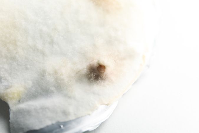 Concept of mold, light background, close up