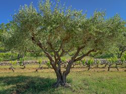 Split trunk olive tree in Côtes De Provence, France