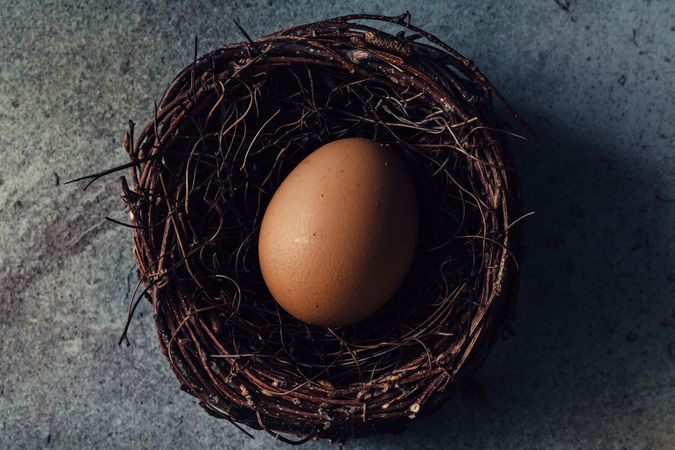 Brown egg in bird nest