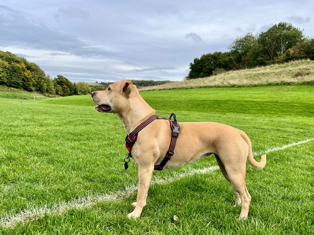 dog in green outdoor recreational park space