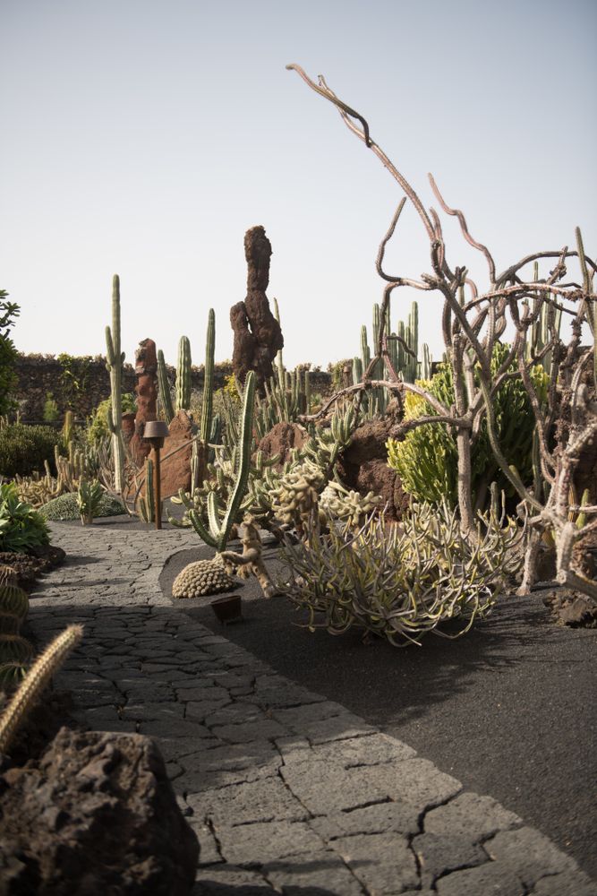 Path near leafless plants