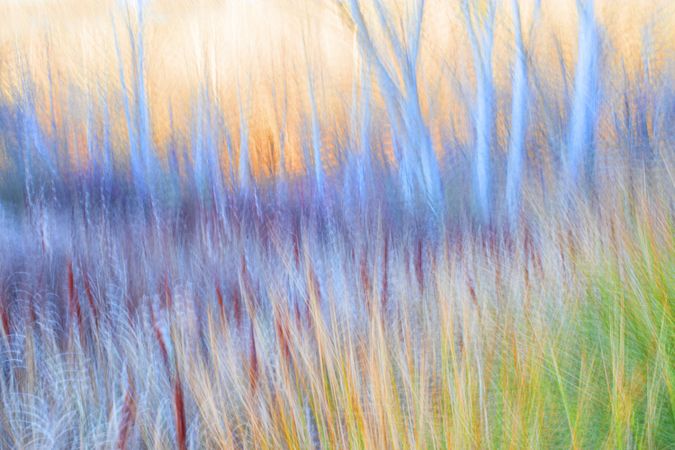 Typha plant in purple light