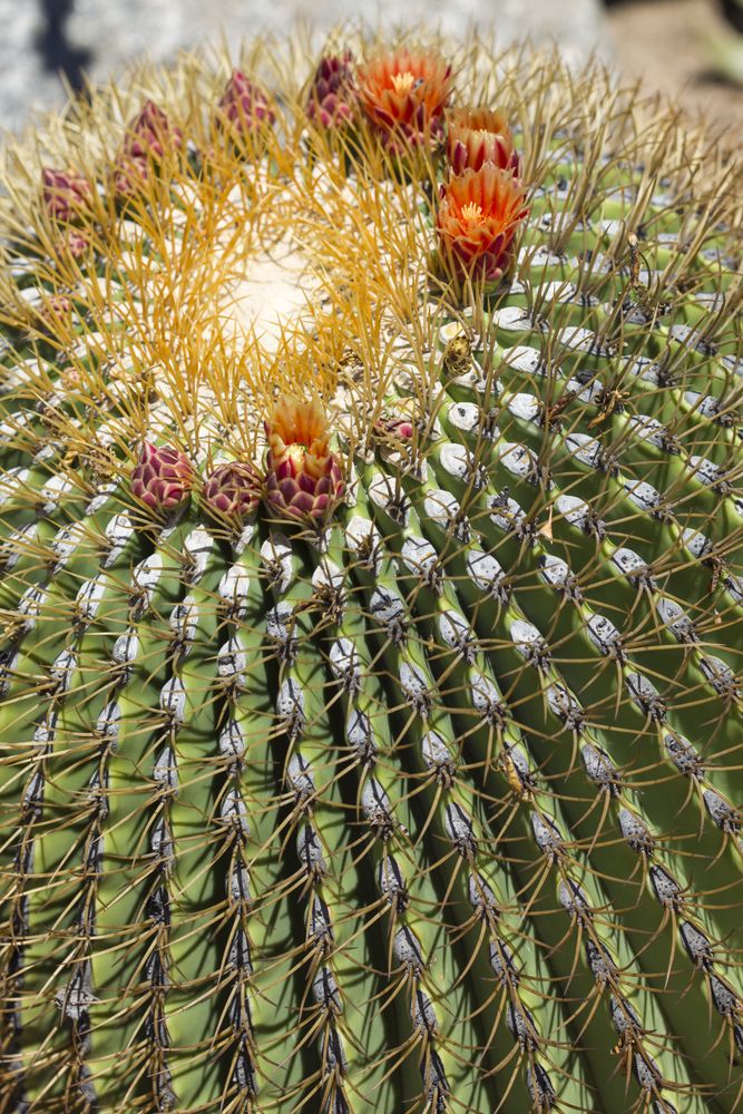 The Biznaga Cactus with Flower Blossom