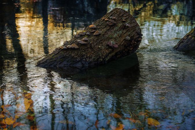 Tree trunk dead in stagnant water