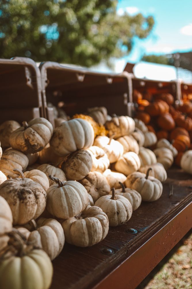 Albino pumpkins on a table outdoor
