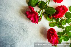 Red roses scattered on marble counter with copy space 5r9Oap