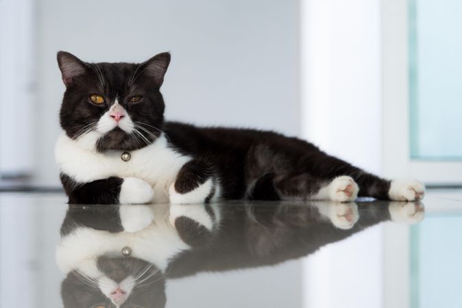 Cute tuxedo cat on reflective surface