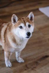 Shiloh shepherd on brown wooden floor