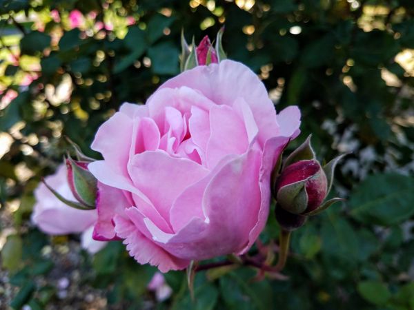 Lavender-pink rose, landscape