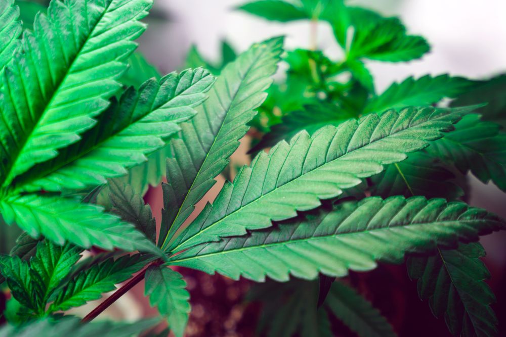 Close up of the marijuana leaf pattern