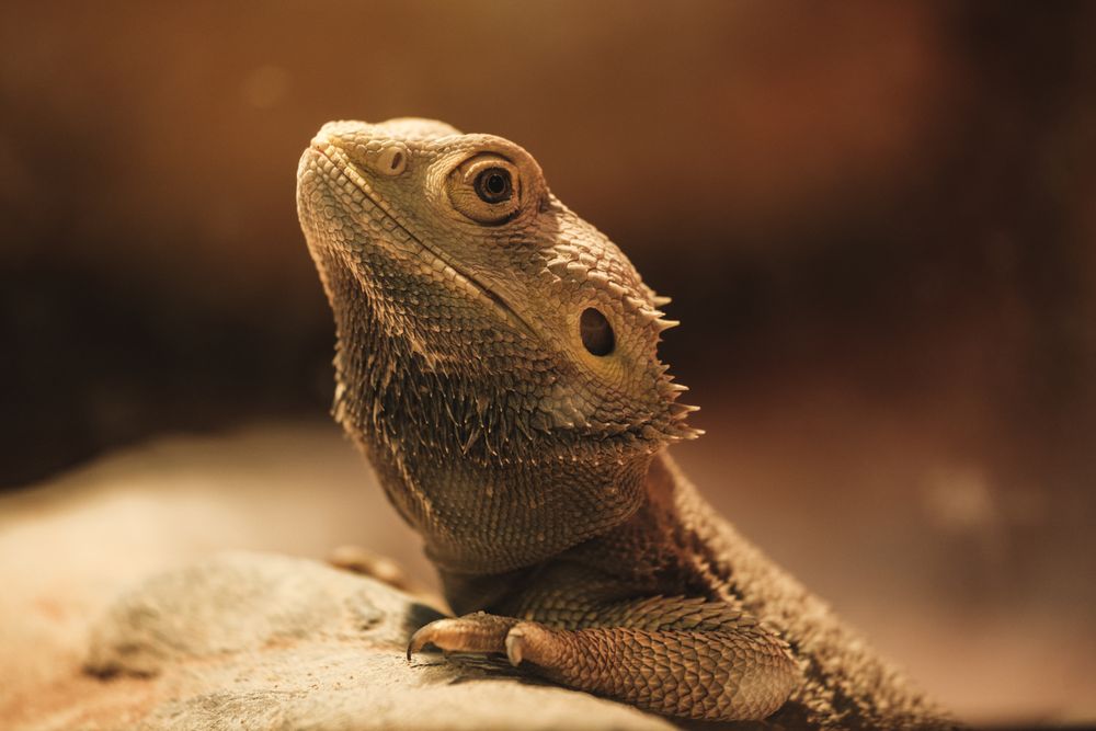 Pogona vitticeps lying on stone