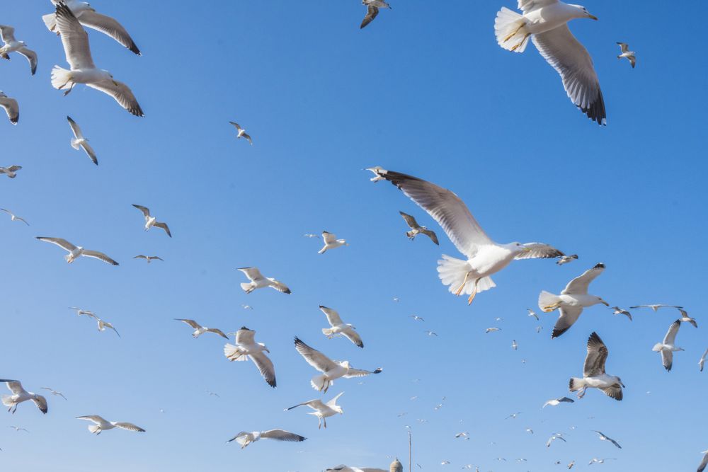 Sea gulls flying in blue sky