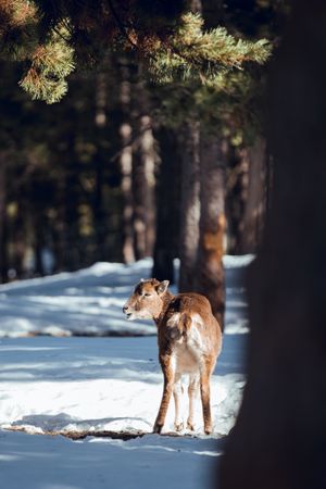 Wild sheep pasturing between trees and snow