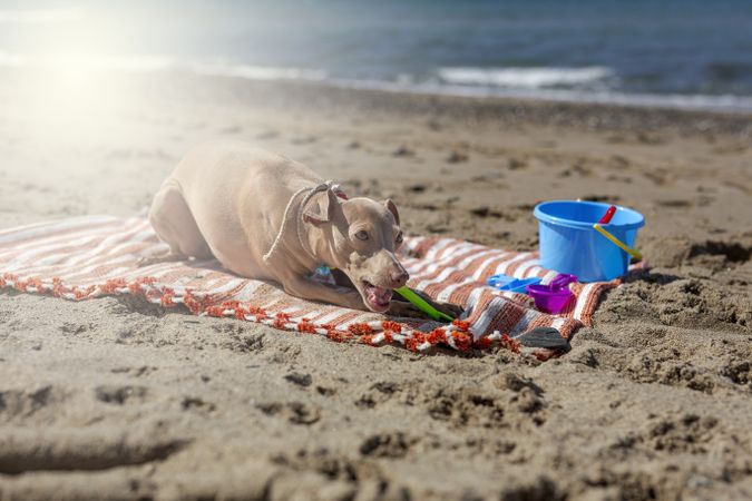 Cute puppy playing on beach in sunny day
