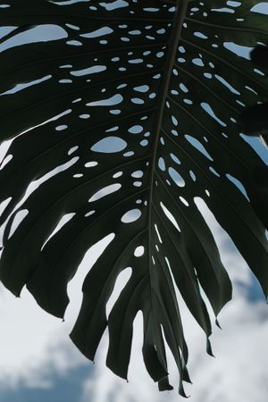 Big green leaves under cloudy sky