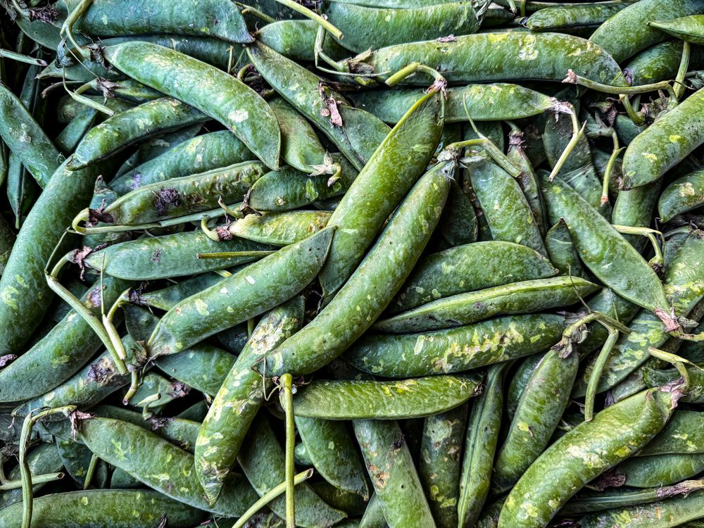 Peas in pod for sale in market