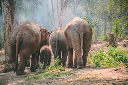 Herd of grey elephants