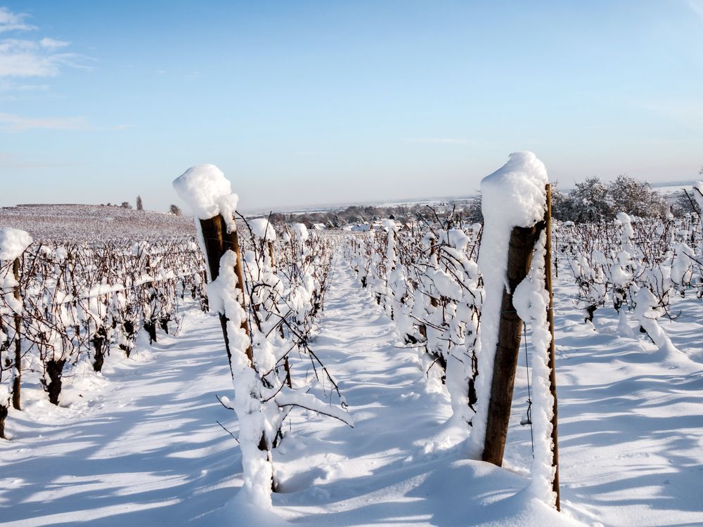 Alsace vineyards under heavy snow on a sunny winter day. Details and top view.