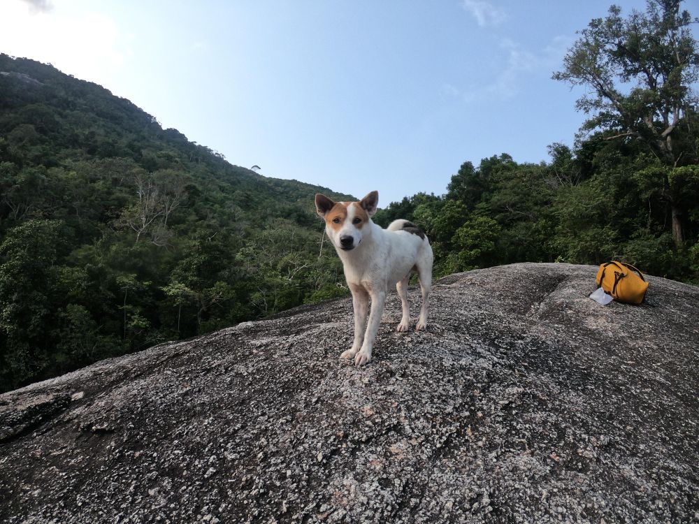 Dog near mountainous landform in Thailand
