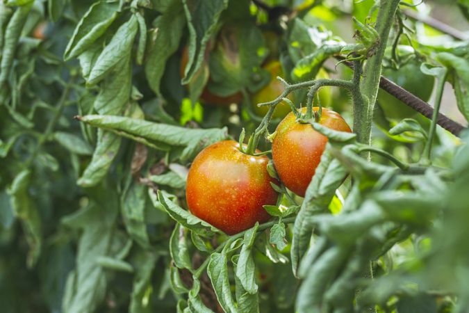 Red peppers ripening in garden