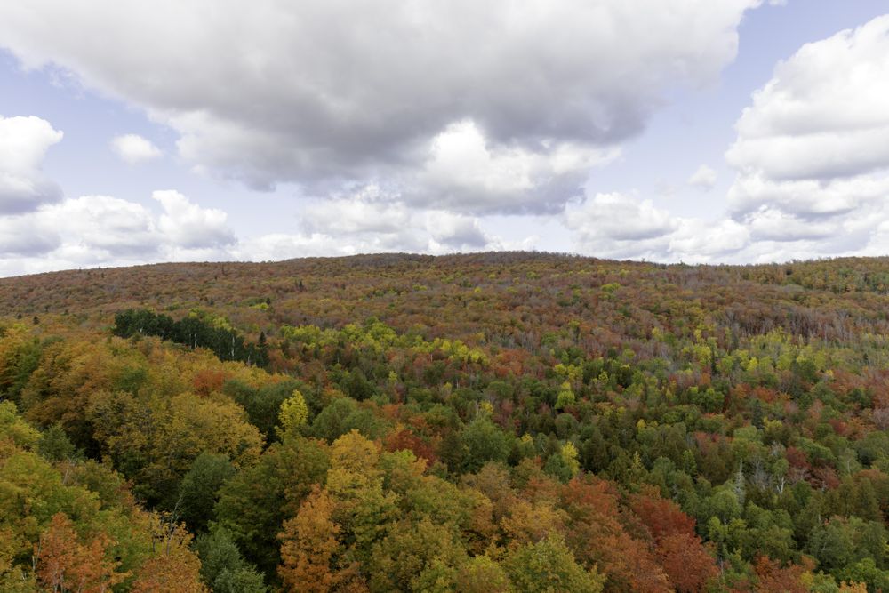 Red, green and yellow leaves on the Sawtooth Mountains in Lutsen, Minnesota