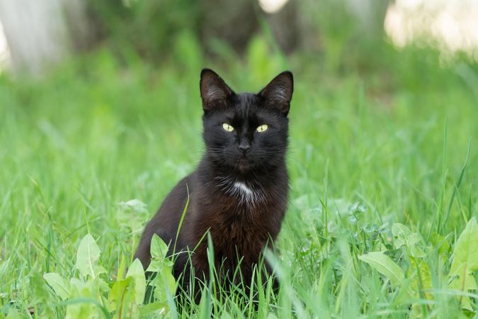 Dark cat on green grass