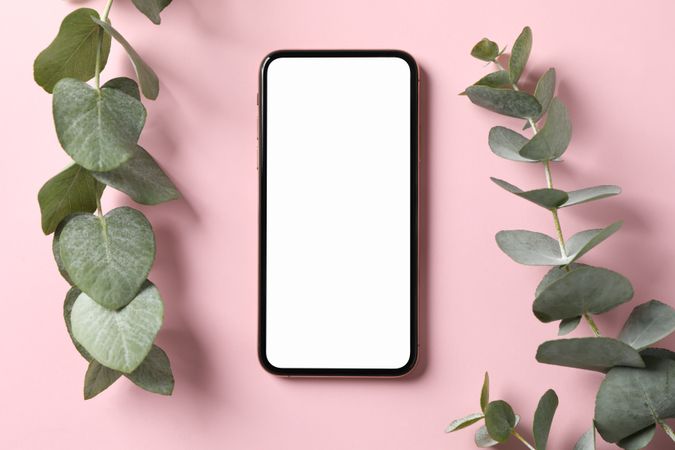 Phone with empty screen and plant on pink background, top view