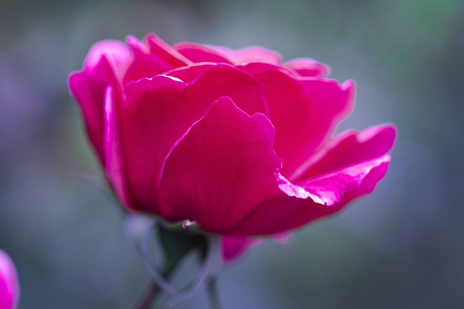 Side view of vibrant pink rose