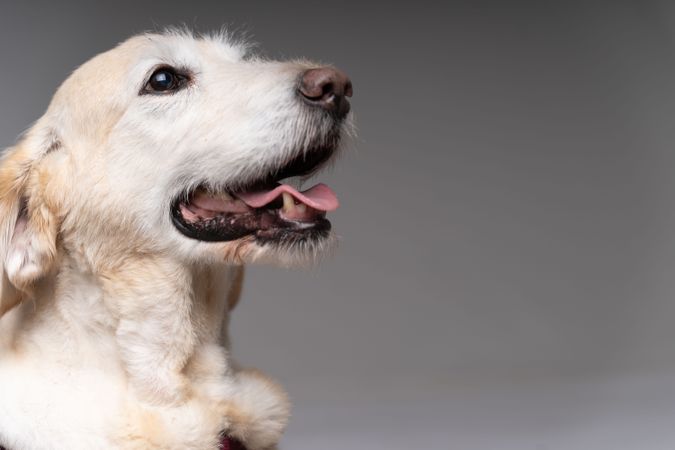 Side view of cute golden retriever in studio with copy space