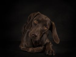 Adorable big-eyed dog on dark background