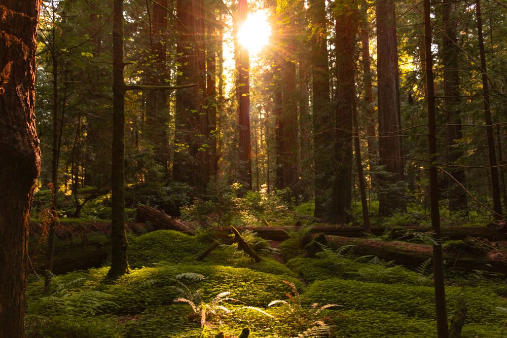 Mossy green forest floor at mid day