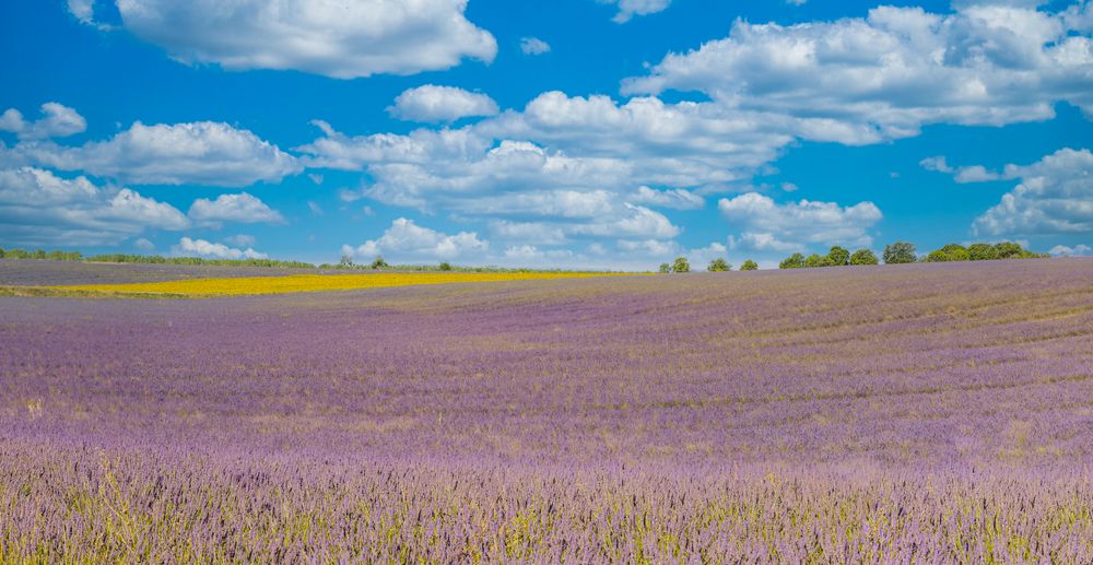Lavender field under blue sky with clouds