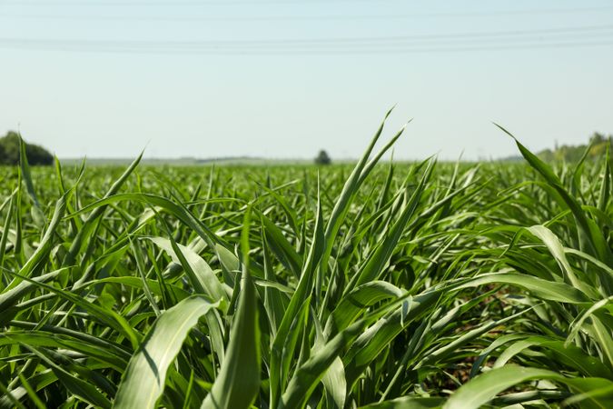Corn field. Beautiful sunny day. Farming. Agriculture business