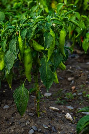 Farm field with green chilli pepper