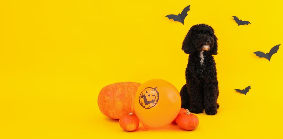 Concept of Halloween, Dog and Halloween accessories on yellow background