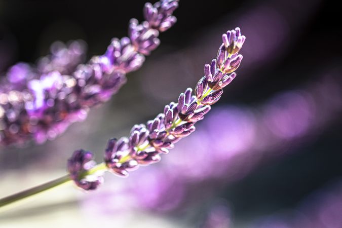 Side view of two purple lavender flowers with selective focus