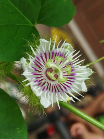 Passiflora flower blooming beautifully with purple petals showing tropical natural elegance