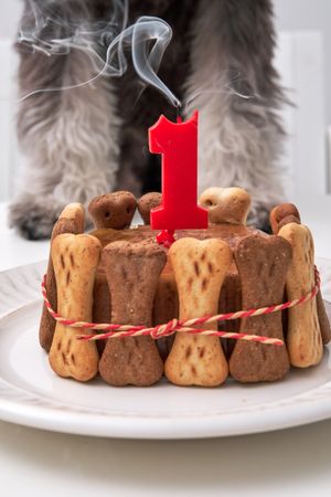 Cute dog with burning candle