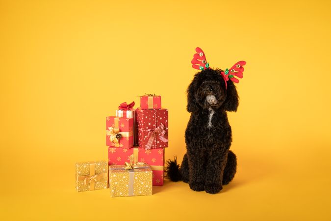 Concept of Merry Christmas, funny Christmas dog