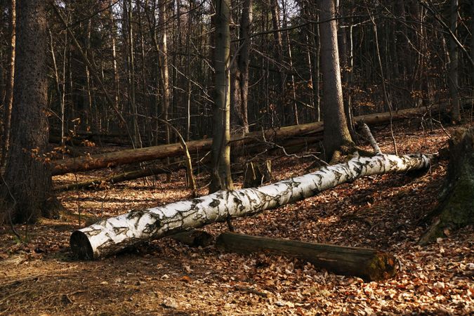 Fallen tree on ground in forest